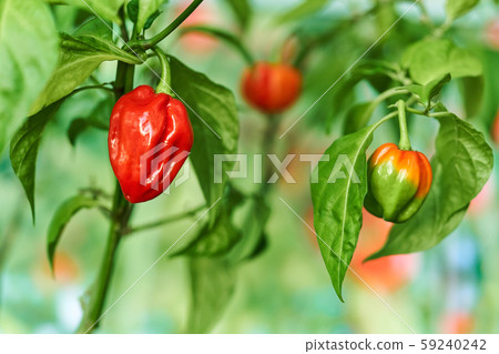 Habanero plant featuring fresh, ripe habanero peppers, ready for picking. Habanero plant featuring fresh, ripe habanero peppers, ready for picking. 59240242