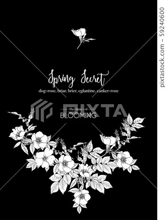 Dog-rose, briar, brier, eglantine, canker-rose. Dog-rose, briar, brier, eglantine, canker-rose. 59240600