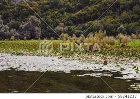 Wild birds in Lake Skadar National Park 59241235