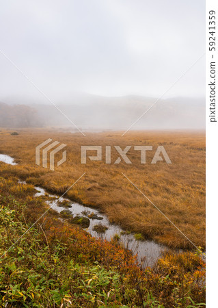 wa訪郡下su訪町八島濕地朝霧和草間秋葉 wa訪郡下su訪町八島濕地朝霧和草間秋葉 59241359