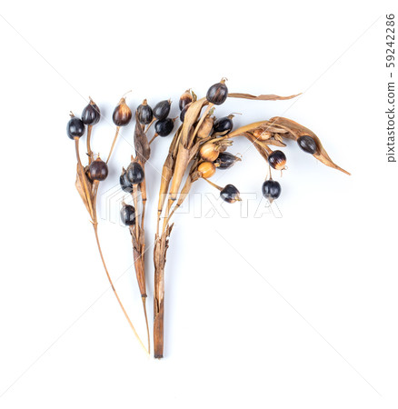 jobs tears isolated on white background. top view jobs tears isolated on white background. top view 59242286