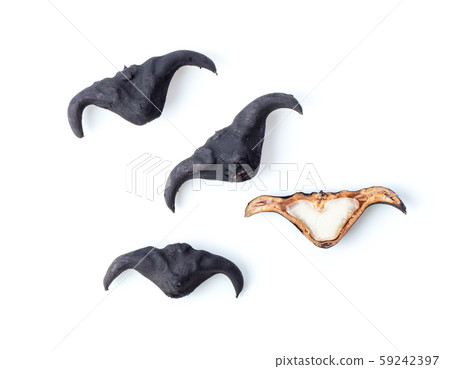 Water caltrop or horn chestnut or water chestnut Water caltrop or horn chestnut or water chestnut 59242397