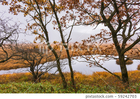 Asagiri and Kusa Autumn Leaves, Yashima Wetland, Shimosuwa-cho, Suwa-gun 59242703