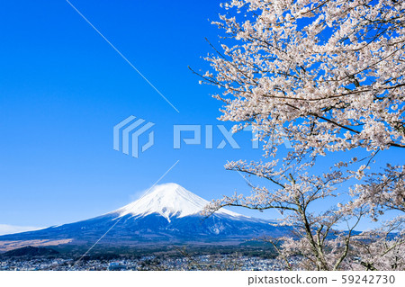 櫻花和富士山 櫻花和富士山 59242730