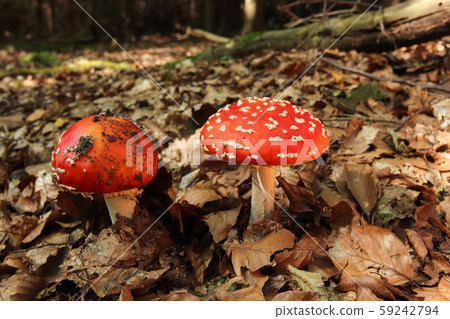 Amanita Muscaria - poisonous mushroom 59242794