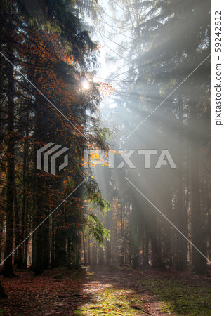 Sun rays in the morning forest - God beams 59242812