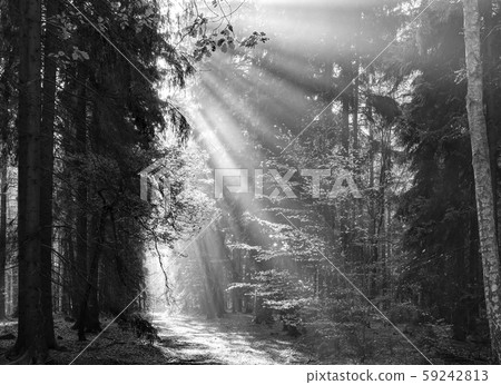 God beams - sunbeams in the morning forest 59242813