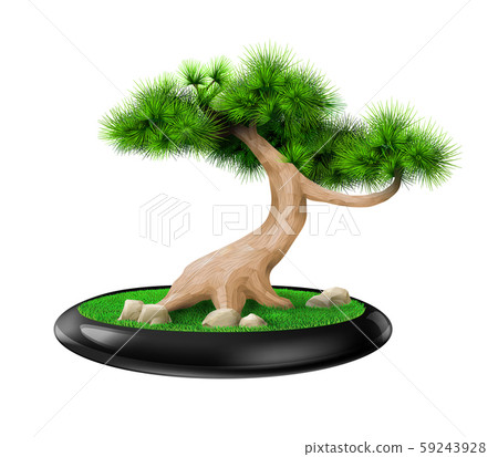 Decorative bonsai tree pine in pot 59243928