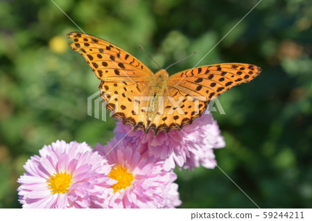 Fritillary male, small chrysanthemum flower, autumn, insect and flower image material 59244211