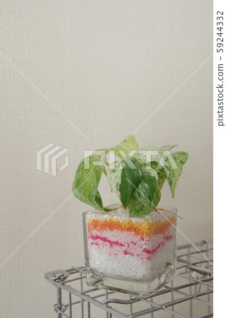 Sand art and houseplants 59244332