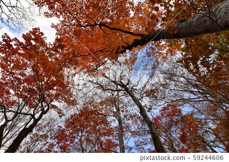 Autumn leaves Autumn leaves 59244606