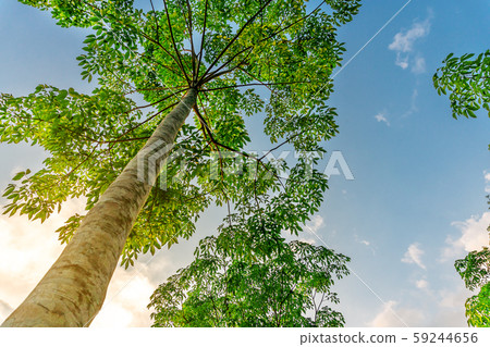 Latex rubber plantation or para rubber tree in Latex rubber plantation or para rubber tree in 59244656
