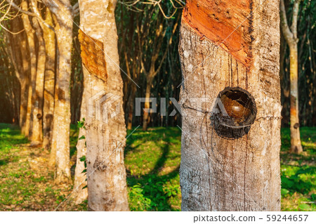 Rubber tree plantation or tree rubber in southern Rubber tree plantation or tree rubber in southern 59244657