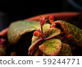 Small flowers and large green leaves in a plant pot 59244771