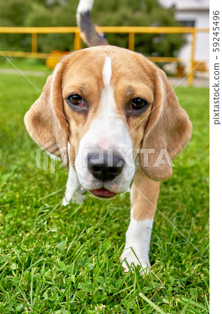 Beagle looks and moves to her close-up 59245496