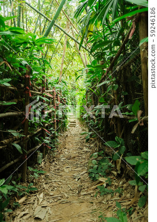劍潭山的自然步道 59246186
