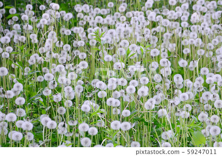 White fluffy dandelions flower in green field, White fluffy dandelions flower in green field, 59247011
