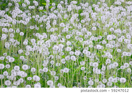 White fluffy dandelions flower in green field, White fluffy dandelions flower in green field, 59247012