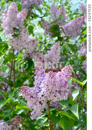 Branches of purple lilac and green leaves. Branches of purple lilac and green leaves. 59247030