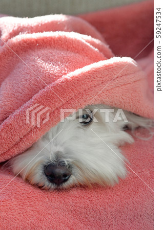 Maltese dog under blanket Maltese dog under blanket 59247534