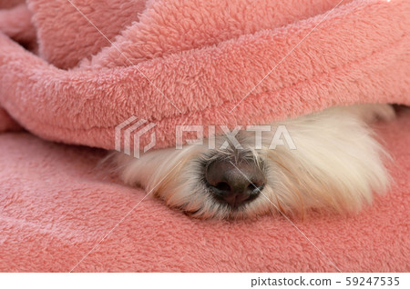 Nose Maltese dog under blanket 59247535