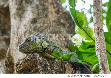 Green iguana Green iguana 59247769