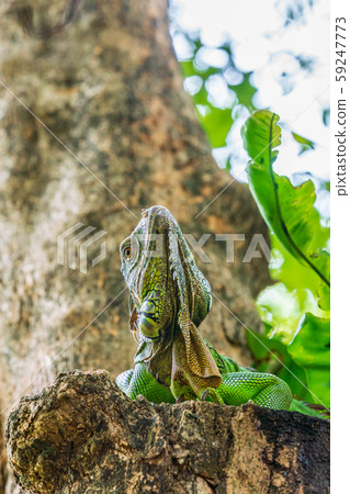Green iguana Green iguana 59247773