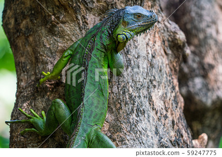 Green iguana Green iguana 59247775
