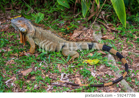 綠鬣蜥 綠鬣蜥 59247786