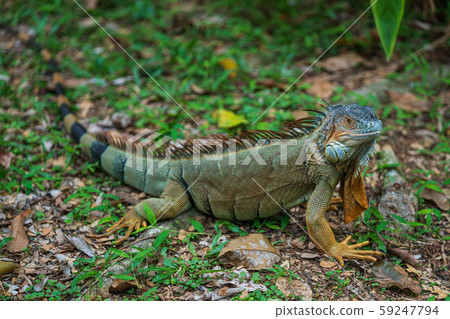 Green iguana 59247794