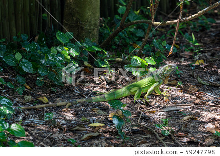 Green iguana Green iguana 59247798
