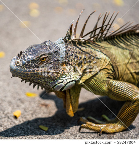 Green iguana Green iguana 59247804