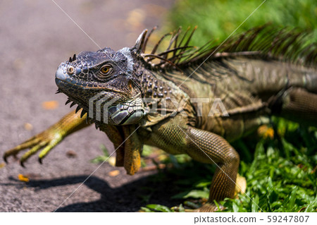 Green iguana 59247807