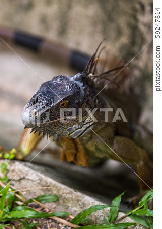 Green iguana Green iguana 59247814