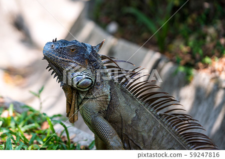 Green iguana 59247816