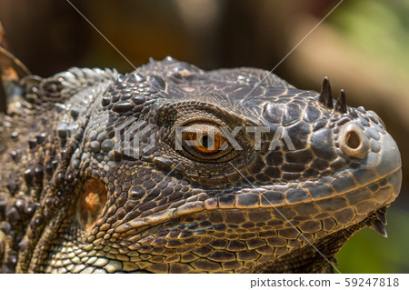 Green iguana 59247818