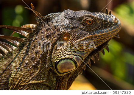 Green iguana Green iguana 59247820