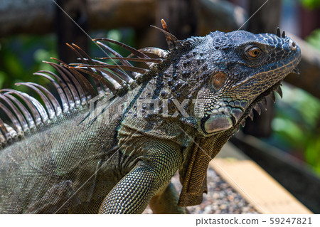 Green iguana Green iguana 59247821