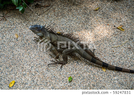 Green iguana Green iguana 59247831
