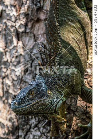 Green iguana Green iguana 59247832