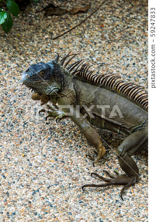 Green iguana Green iguana 59247833