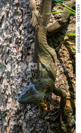 Green iguana Green iguana 59247834