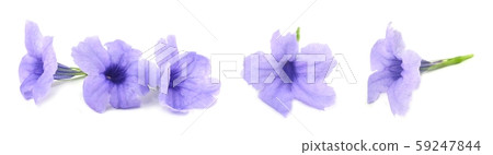 Fresh Purple Ruellia Tuberosa or Minnieroot 59247844