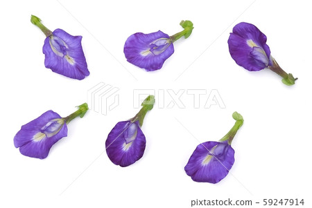 Set of Beautiful Purple Butterfly Pea Flowers Set of Beautiful Purple Butterfly Pea Flowers 59247914