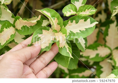 Hand Holding Caricature or Graptophyllum Pictum 59247970