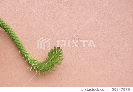 Beautiful Rat Tail Cactus Hanging on The Air 59247979