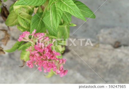 Beautiful Fresh Pink Cockscomb Flowers or 59247985