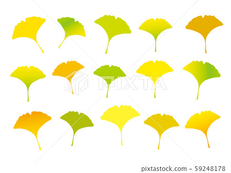 Ginkgo biloba, colorful ginkgo biloba, colorful butterfly 59248178