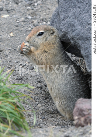Expression Arctic ground squirrel eating breadcrumbs holding food in paws Expression Arctic ground squirrel eating breadcrumbs holding food in paws 59248198