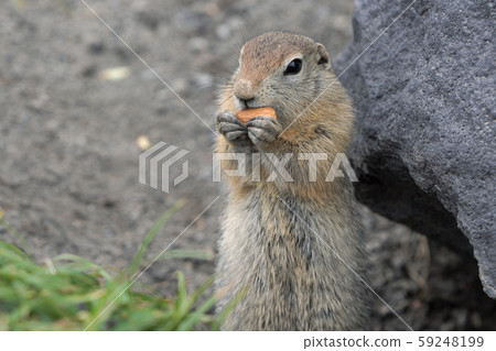 Expression Arctic ground squirrel eating cracker holding food in paws Expression Arctic ground squirrel eating cracker holding food in paws 59248199
